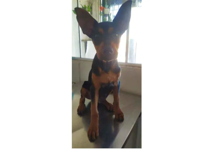 Cachorro ra a Mistura de rottweiler idade 2 a 6 meses nome Spak
