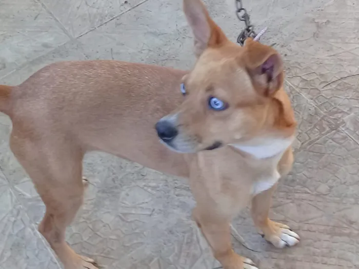 Cachorro ra a Sem raça definida  idade 1 ano nome Anita