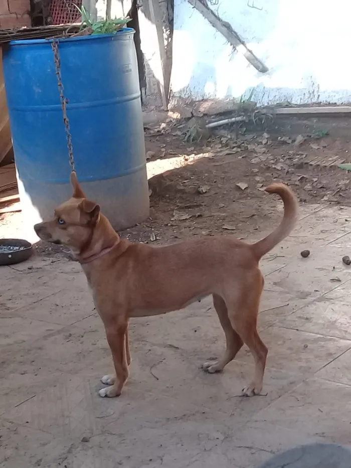 Cachorro ra a Sem raça definida  idade 1 ano nome Anita