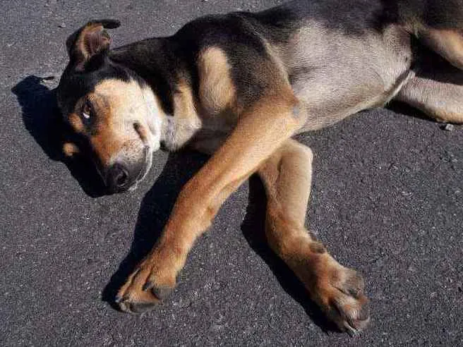 Cachorro raça SRD idade 4 anos nome Filó 