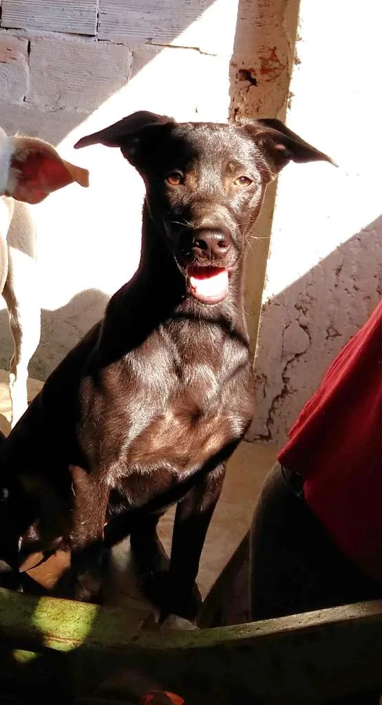 Cachorro ra a SRD-ViraLata idade 7 a 11 meses nome Charlie