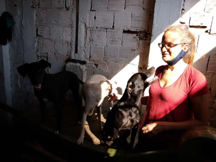 Cachorro ra a SRD-ViraLata idade 7 a 11 meses nome Charlie