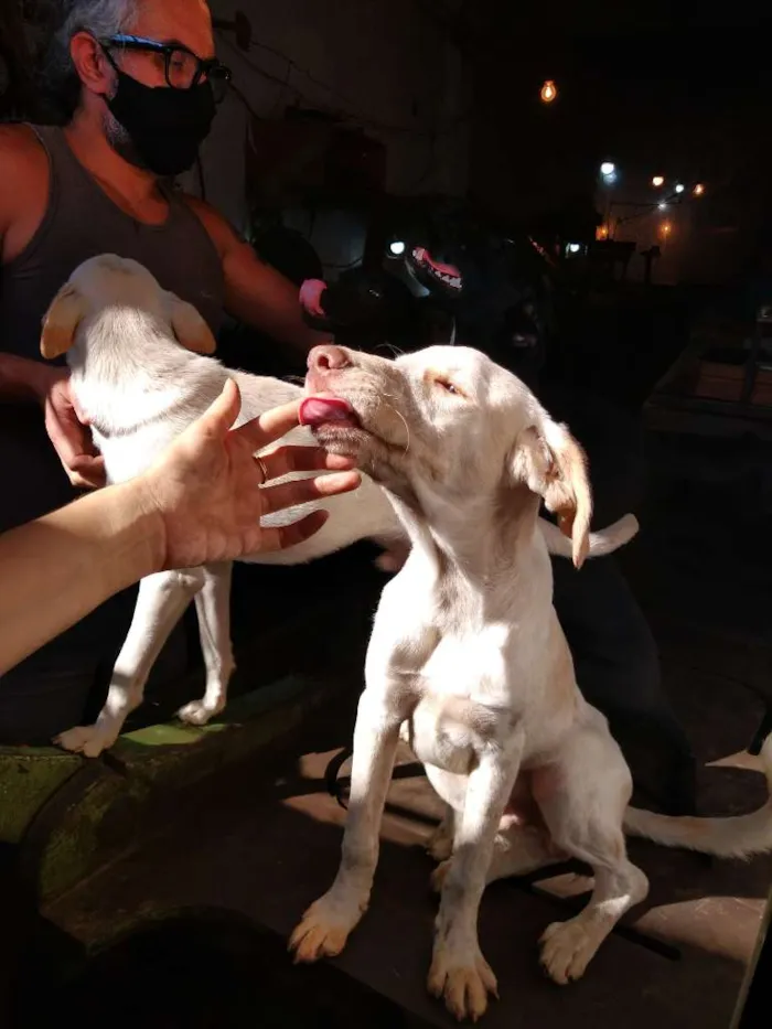 Cachorro ra a SRD-ViraLata idade 2 a 6 meses nome Spike