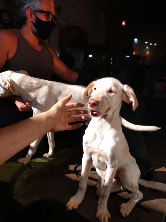Cachorro ra a SRD-ViraLata idade 2 a 6 meses nome Spike
