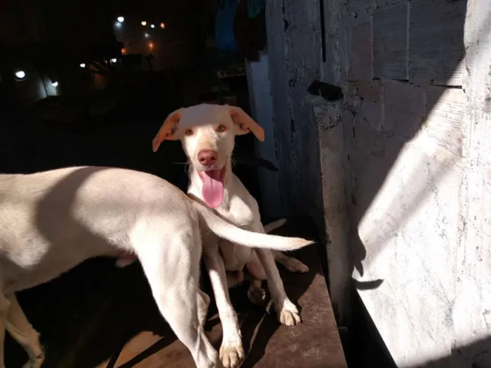 Cachorro ra a SRD-ViraLata idade 2 a 6 meses nome Spike