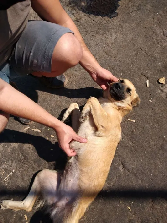 Cachorro ra a SRD-ViraLata idade 7 a 11 meses nome Sapeka