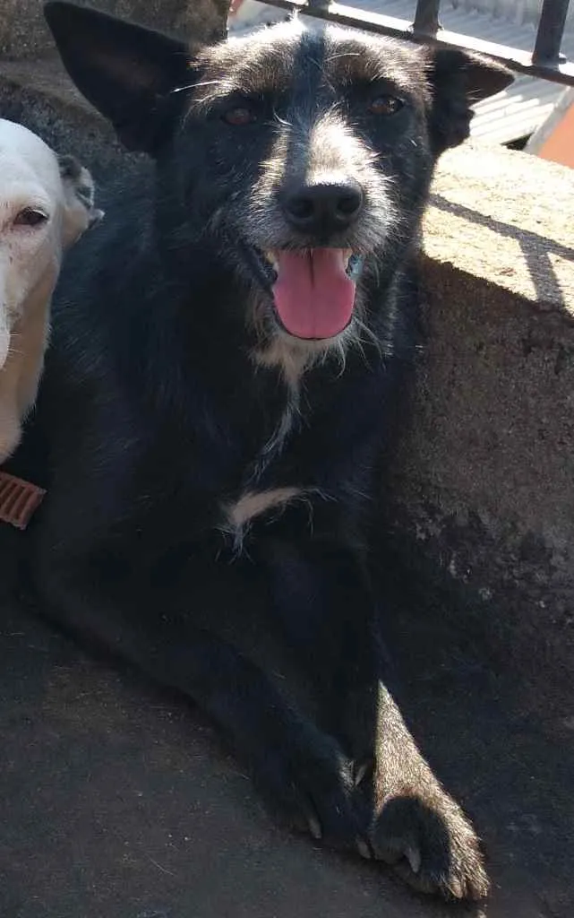 Cachorro ra a SRD-ViraLata idade 2 anos nome Prenda