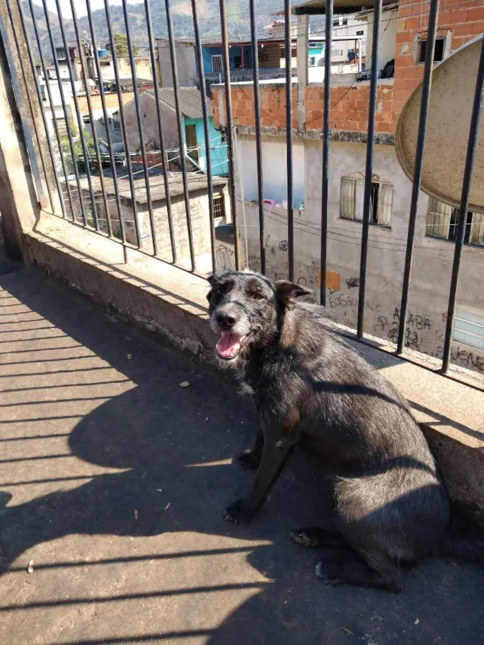 Cachorro ra a SRD-ViraLata idade 2 anos nome Prenda