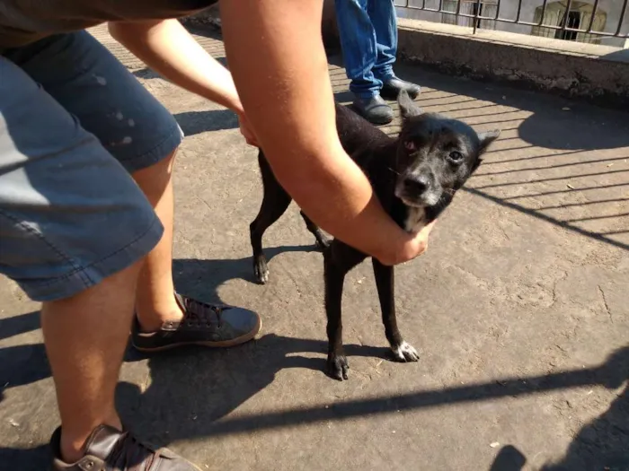 Cachorro ra a SRD-ViraLata idade 2 anos nome Coragem