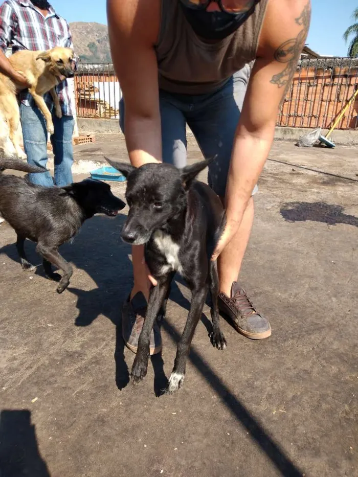 Cachorro ra a SRD-ViraLata idade 2 anos nome Coragem