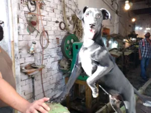 Cachorro raça SRD-ViraLata idade 7 a 11 meses nome Tchala