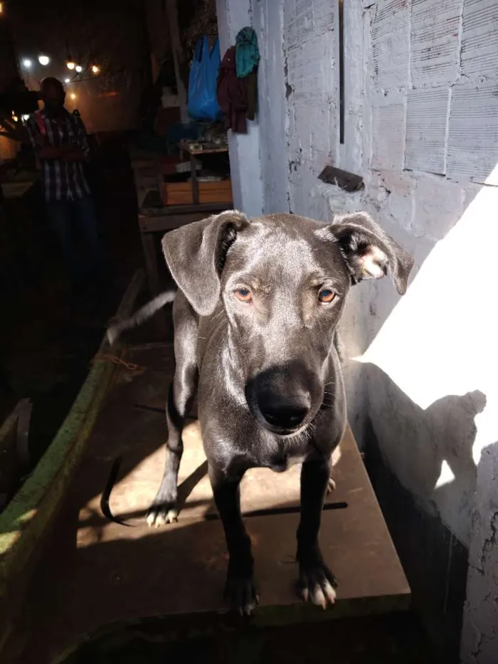 Cachorro ra a SRD-ViraLata idade 7 a 11 meses nome Tchala