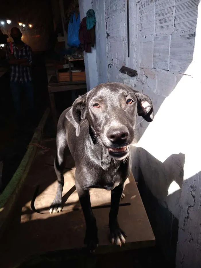 Cachorro ra a SRD-ViraLata idade 7 a 11 meses nome Tchala