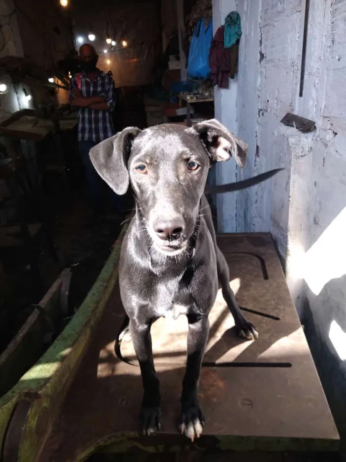 Cachorro ra a SRD-ViraLata idade 7 a 11 meses nome Tchala