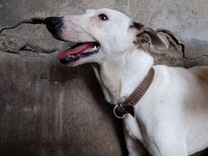 Cachorro ra a SRD-ViraLata idade 3 anos nome Fadinha