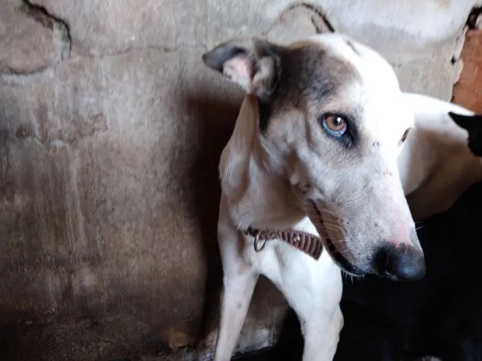 Cachorro ra a SRD-ViraLata idade 3 anos nome Fadinha