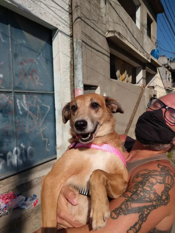 Cachorro ra a SRD-ViraLata idade 4 anos nome Mel