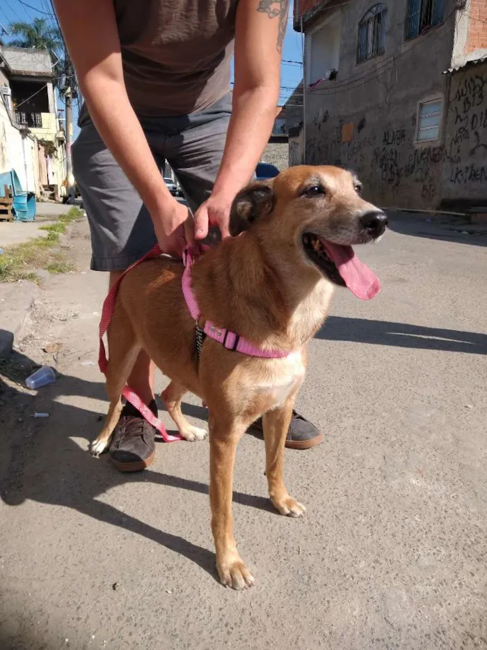 Cachorro ra a SRD-ViraLata idade 4 anos nome Mel