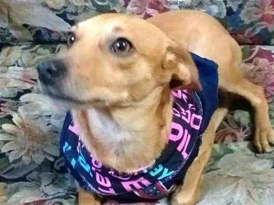 Cachorro ra a  idade 1 ano nome Dom