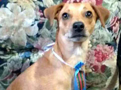 Cachorro ra a  idade 1 ano nome Dom