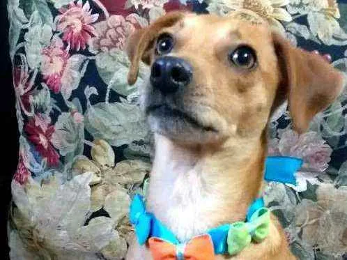 Cachorro ra a  idade 1 ano nome Dom