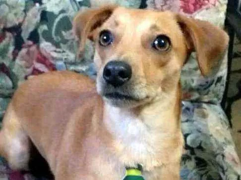 Cachorro ra a  idade 1 ano nome Dom
