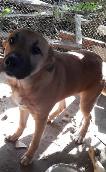 Cachorro ra a Cão policial idade 7 a 11 meses nome Brutus