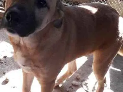 Cachorro ra a Cão policial idade 7 a 11 meses nome Brutus