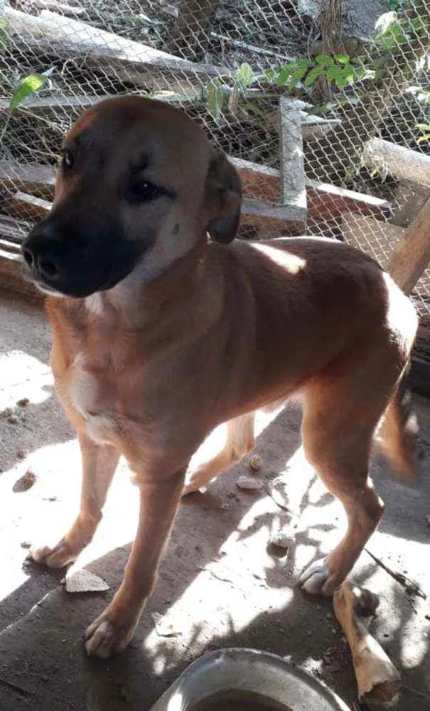 Cachorro ra a Cão policial idade 7 a 11 meses nome Brutus