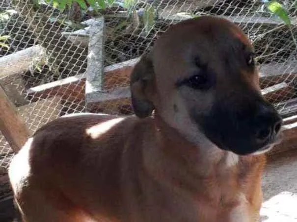 Cachorro ra a Cão policial idade 7 a 11 meses nome Brutus