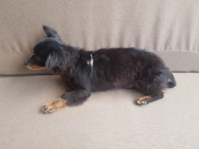Cachorro ra a SRD idade 3 anos nome Timothy
