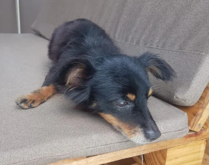 Cachorro ra a SRD idade 3 anos nome Timothy