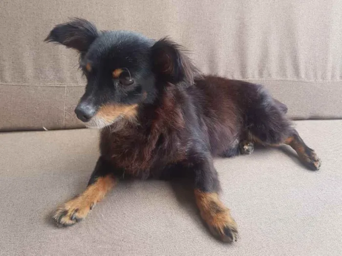 Cachorro ra a SRD idade 3 anos nome Timothy