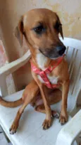 Belinha