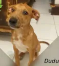 DUDU