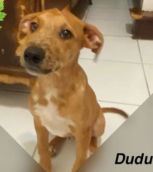 Cachorro ra a SRD-ViraLata idade 2 a 6 meses nome DUDU