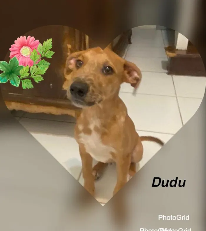 Cachorro ra a SRD-ViraLata idade 2 a 6 meses nome DUDU