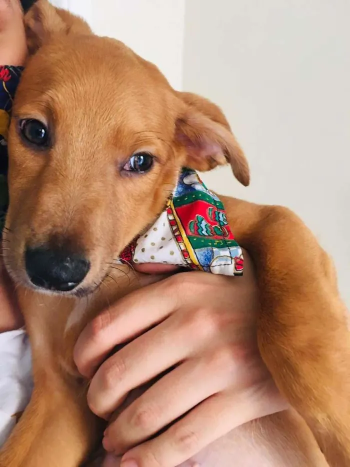 Cachorro ra a SRD-ViraLata idade 2 a 6 meses nome DUDU