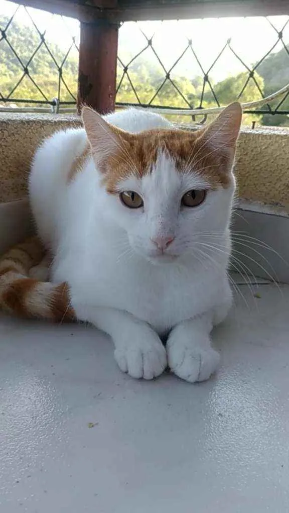Gato ra a Srd idade 7 a 11 meses nome Zoé