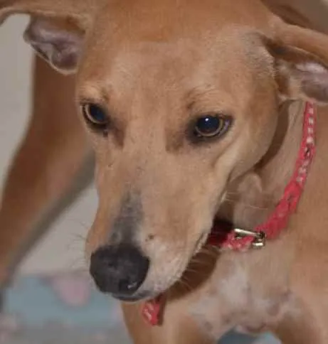 Cachorro ra a  idade 2 anos nome Filó 