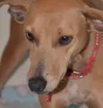 Filó