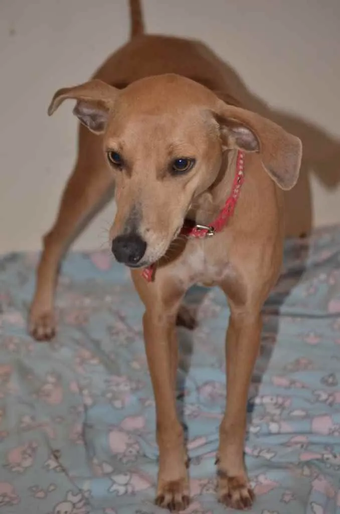 Cachorro ra a  idade 2 anos nome Filó 
