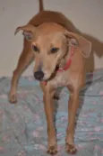 Filó
