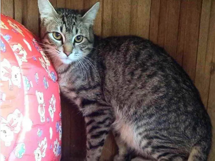 Gato ra a  idade 2 a 6 meses nome Zeus 