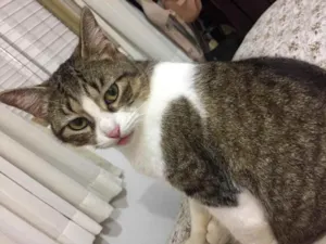 Gato raça  idade 7 a 11 meses nome Gaia 