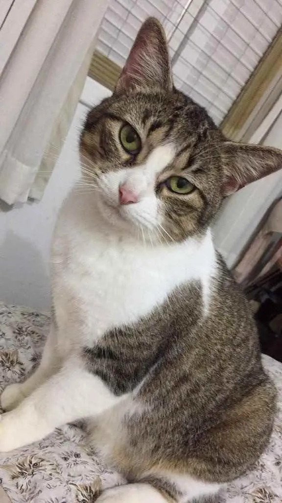 Gato ra a  idade 7 a 11 meses nome Gaia 