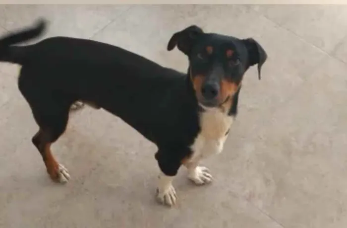 Cachorro ra a  idade 1 ano nome Dark 