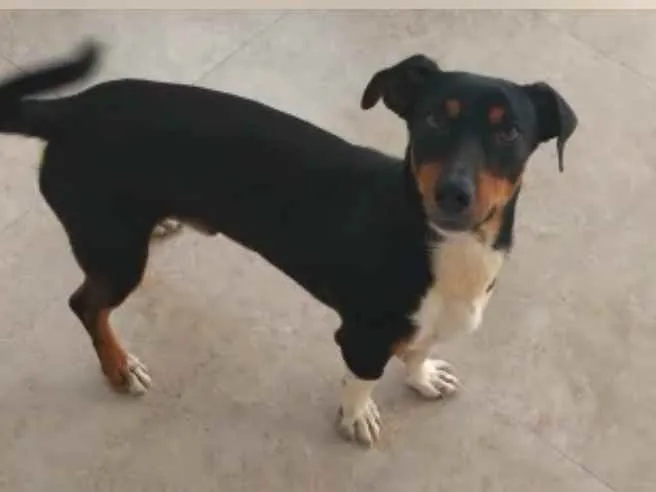 Cachorro ra a  idade 1 ano nome Dark 