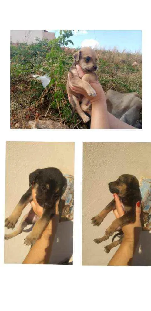 Cachorro raça SRD idade Abaixo de 2 meses nome Filhotes