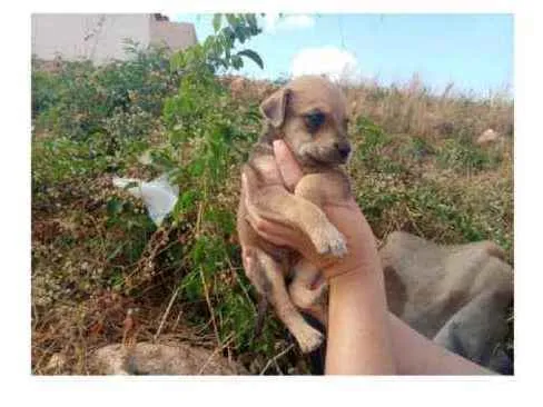 Cachorro raça SRD idade Abaixo de 2 meses nome Filhotes
